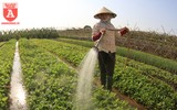 Có một nguồn cung rau an toàn dồi dào cho nội thành Hà Nội